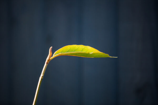 The lone leaves